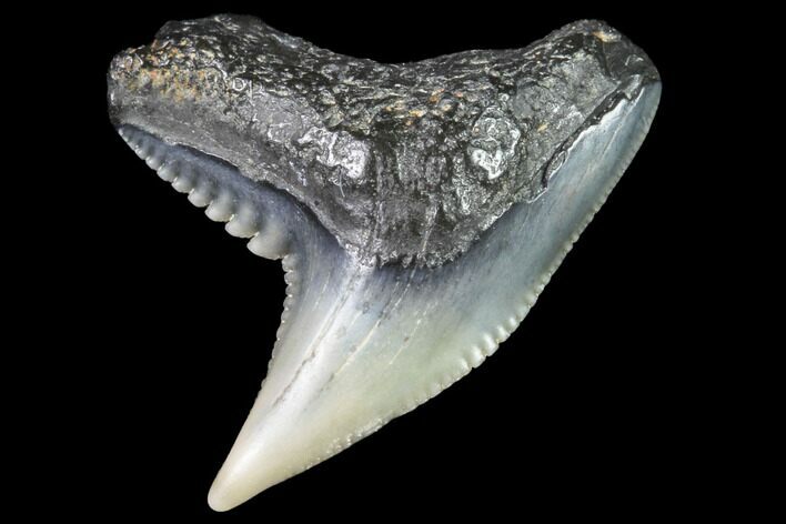 Colorful Fossil Tiger Shark (Galeocerdo) Tooth - Virginia #91835